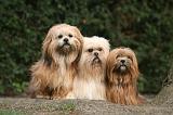 LHASSA APSO 153
